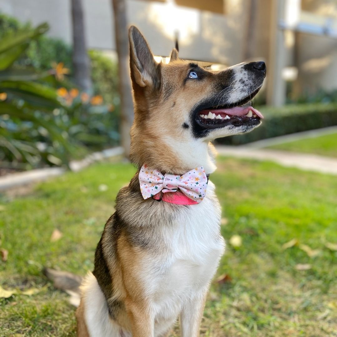 Buffalo Plaid Pet Bow Tie