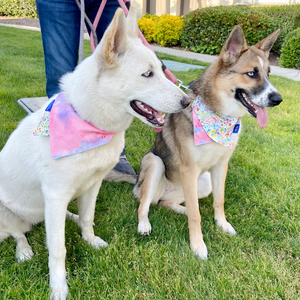 Bloom Dog Collar Bandana, Reversible and Two-Tone