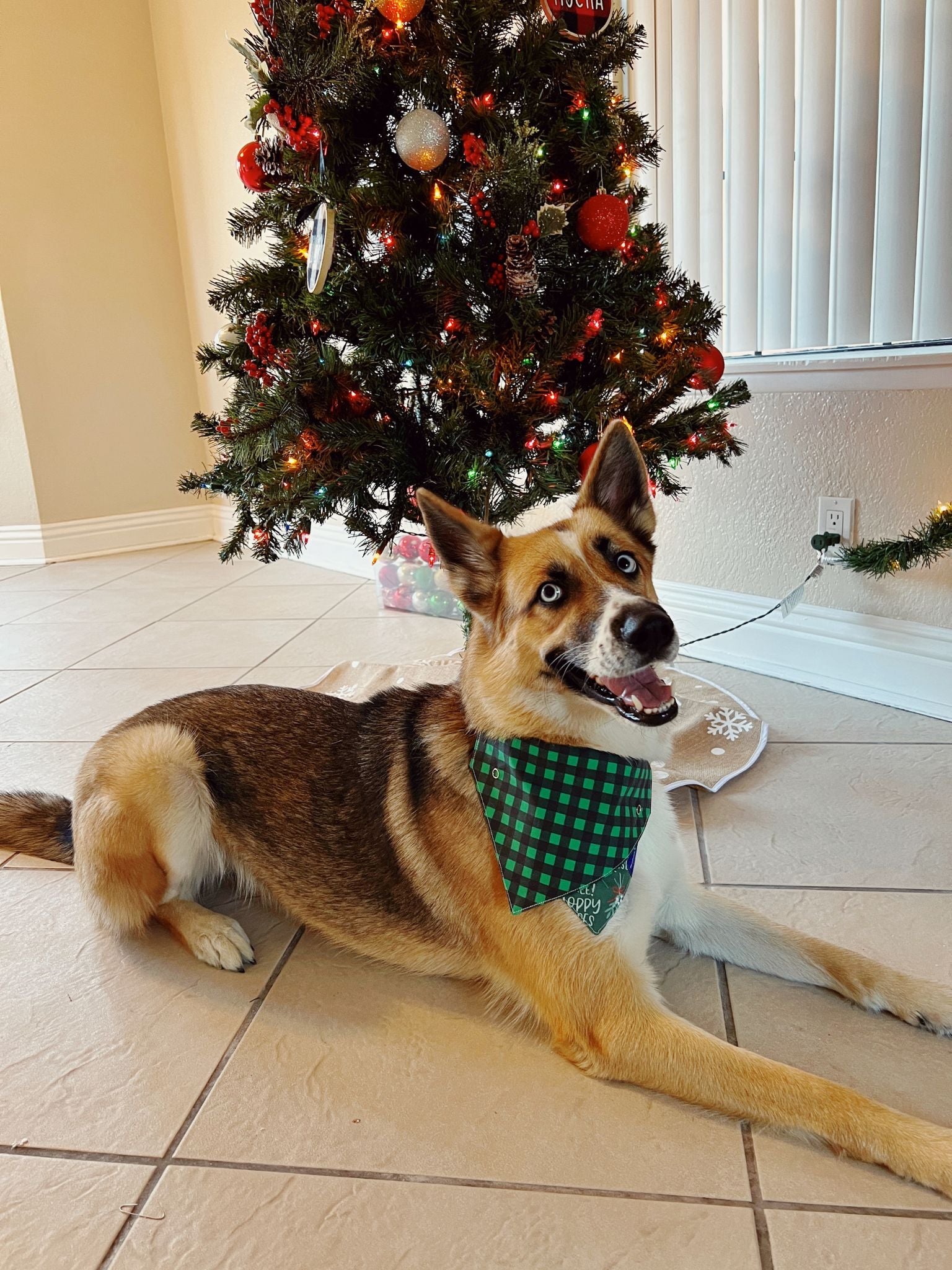 "Free Sloppy Kisses Mistletoe" Dog Collar Bandana, Reversible and Two-Tone