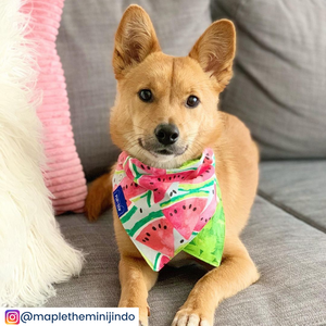 Watermelon Dog Collar Bandana, Reversible and Two-Tone