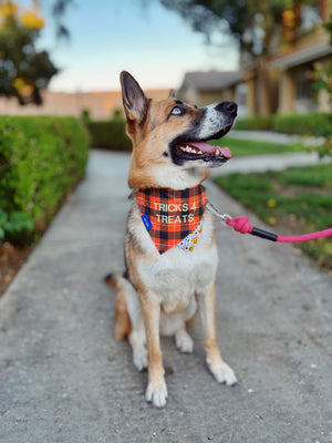 “Trick-or-Treat” Plaid Dog Collar Bandana, Reversible and Two-Tone