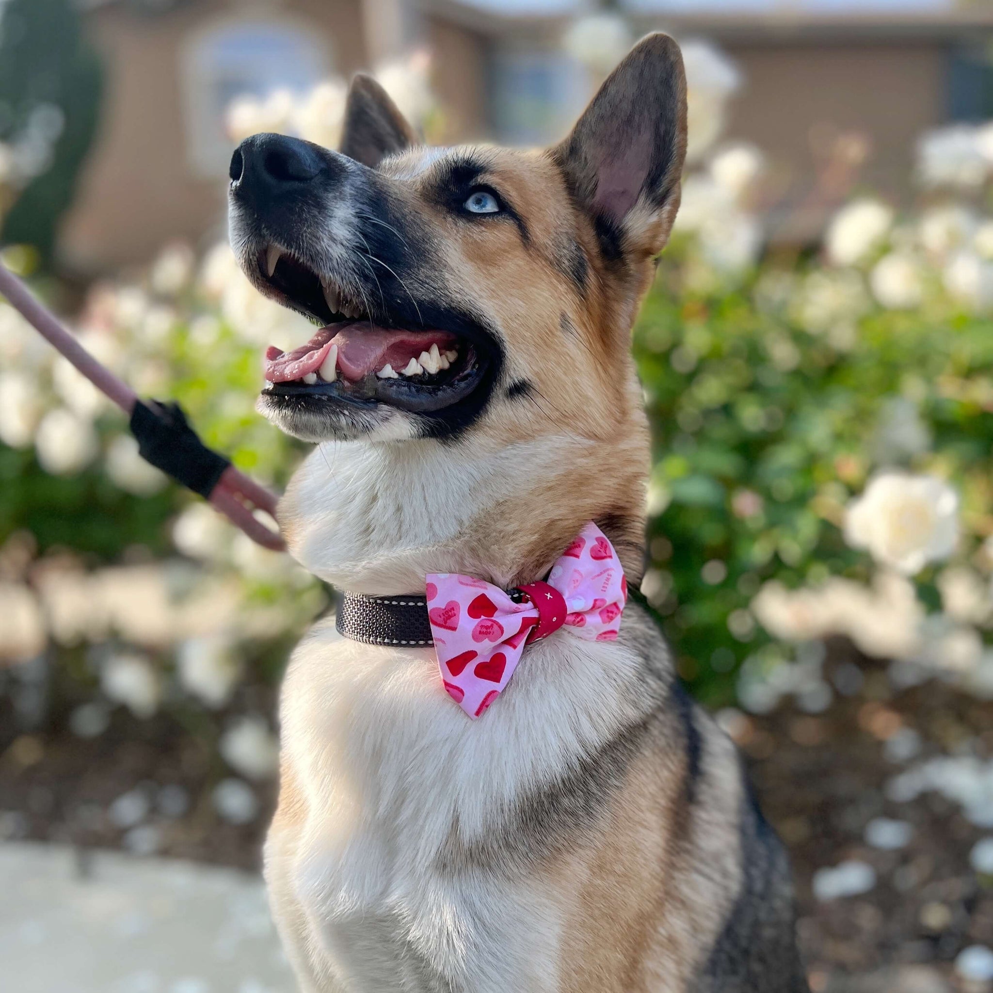 Candy Hearts Pet Bow Tie
