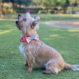 Yorkshire terrier cairn mix dog puppy with pumpkin bow tie