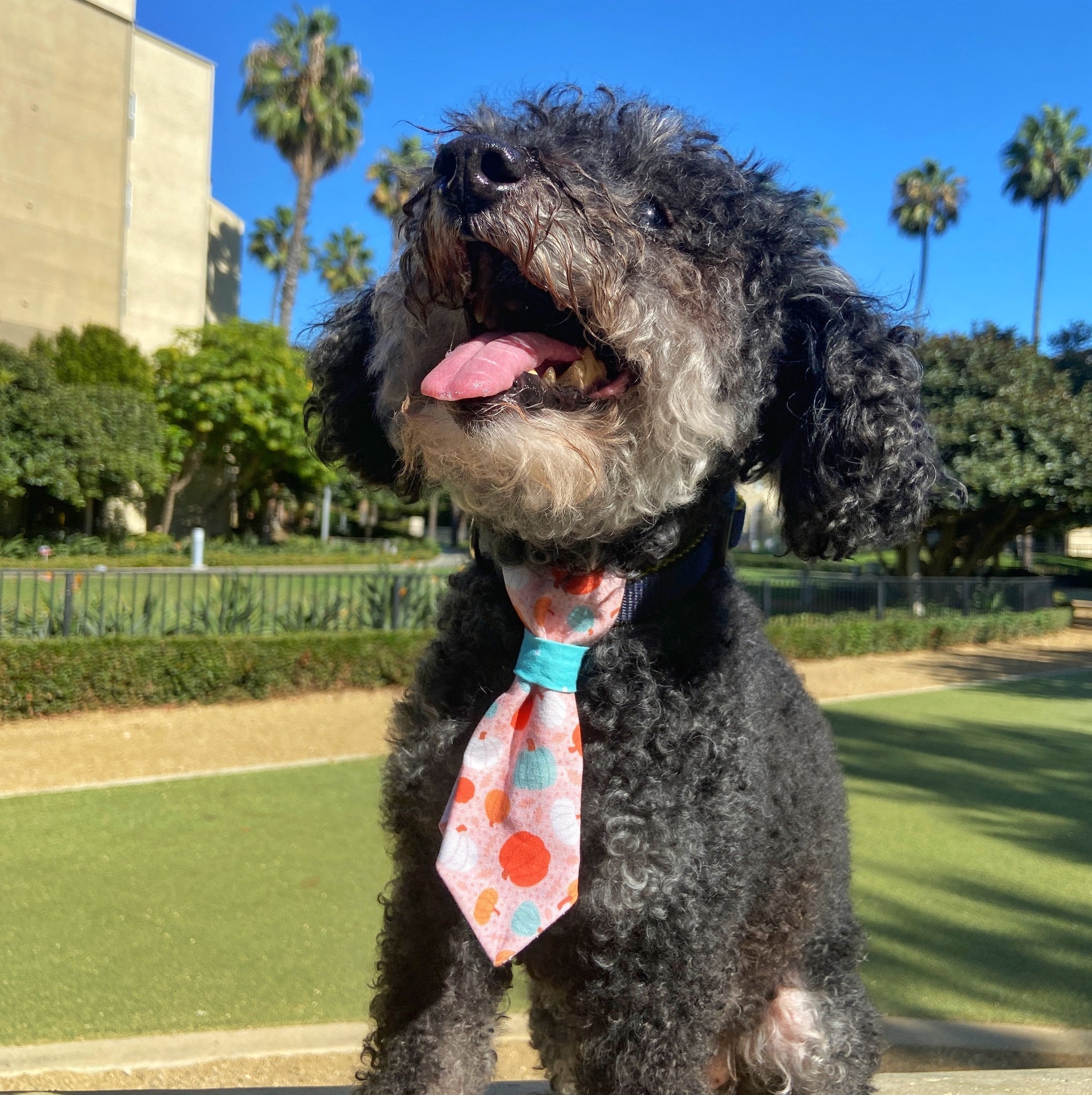 toy poodle collar tie pumpkin fall