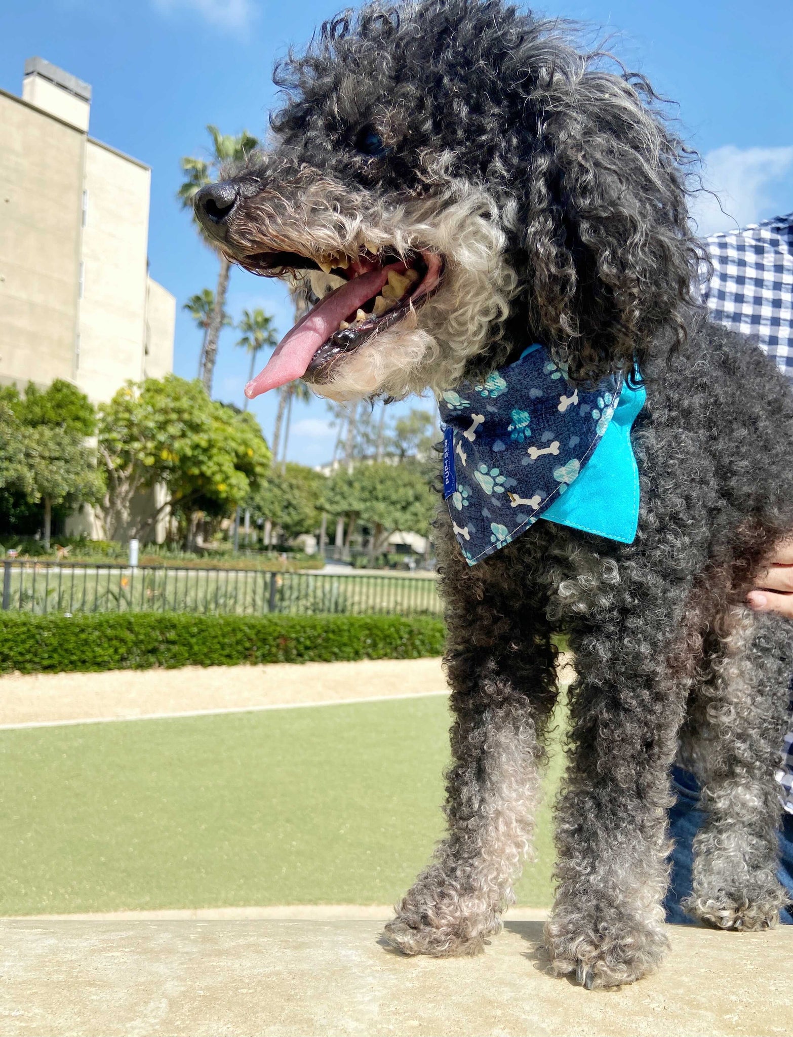 Blue Bone Dog Collar Bandana, Reversible and Two-Tone